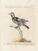 Ornithologie metodiskt bearbetad Pl161 - Saverio Manetti — vy av konstverket