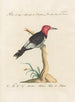 Ornithologie metodiskt bearbetad Pl169 - Saverio Manetti — vy av konstverket
