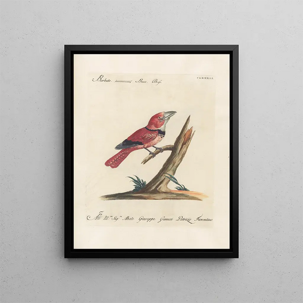 L'ornithologie a méthodiquement digéré Pl175 - Saverio Manetti — inramlat konstverk på väggen