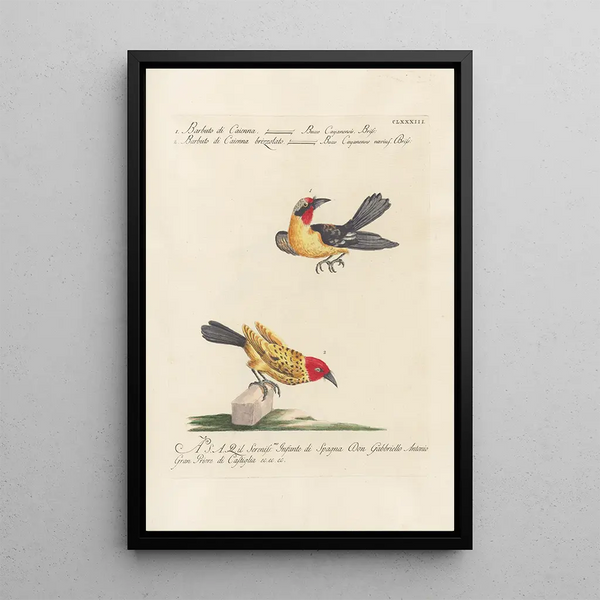 Ornithologia methodice digesta Pl176 - Saverio Manetti — inramlat konstverk på väggen