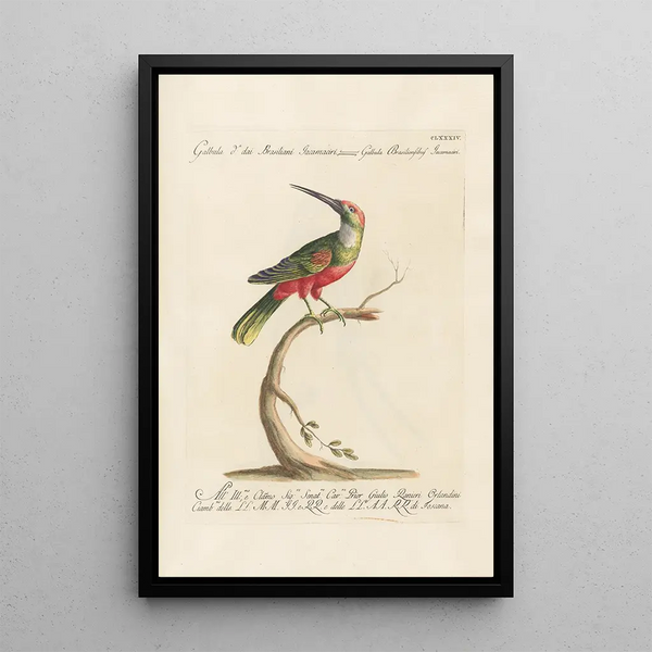 Ornithologia methodice digesta Pl177 - Saverio Manetti — inramlat konstverk på väggen