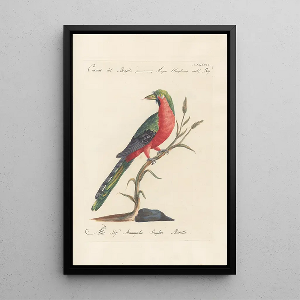 Ornithologia methodice digesta Pl178 - Saverio Manetti — inramlat konstverk på väggen