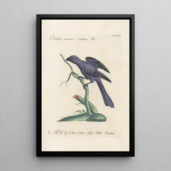 Ornithologia methodice digesta Pl181 - Saverio Manetti — inramlat konstverk på väggen