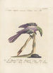 Ornithologia methodice digesta Pl182 - Saverio Manetti — vy av konstverket