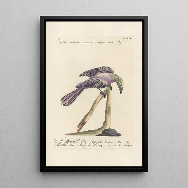 Ornithologia methodice digesta Pl182 - Saverio Manetti — inramlat konstverk på väggen