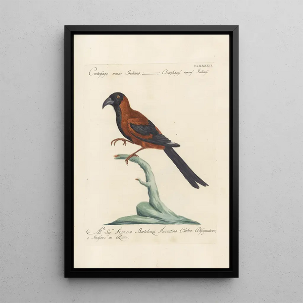 Ornithologia methodice digesta Pl183 - Saverio Manetti — inramlat konstverk på väggen