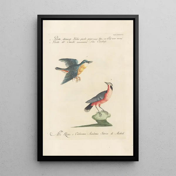 Ornithologia methodice digesta Pl184 - Saverio Manetti — inramlat konstverk på väggen