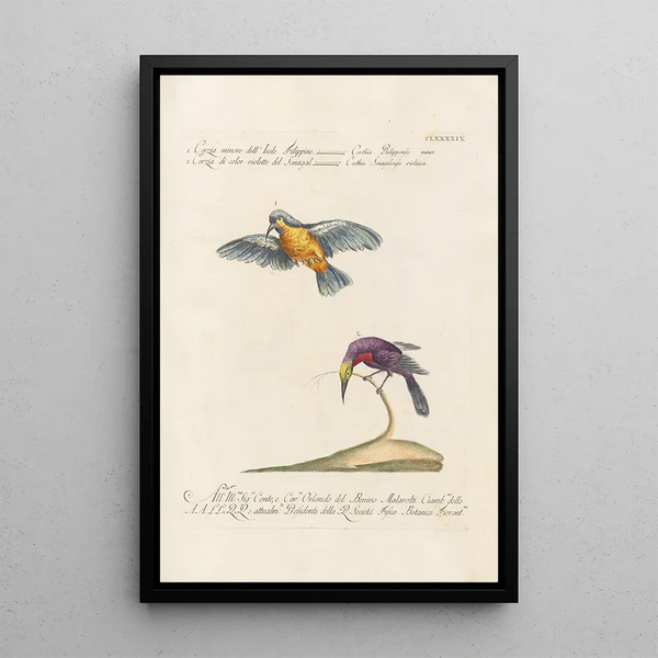 Ornithologia methodice digesta Pl186 - Saverio Manetti — inramlat konstverk på väggen