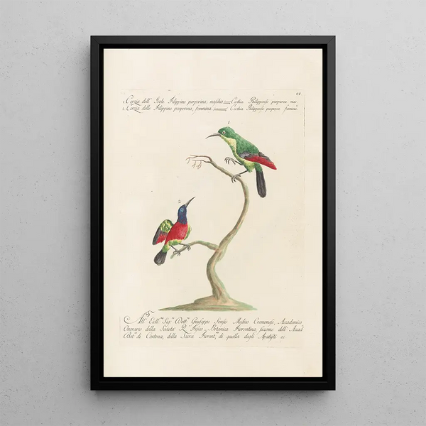 Ornithologia methodice digesta Pl187 - Saverio Manetti — inramlat konstverk på väggen