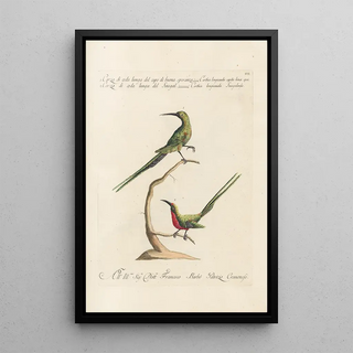 Saverio Manetti - Ornithologia methodice digesta Pl188.webp