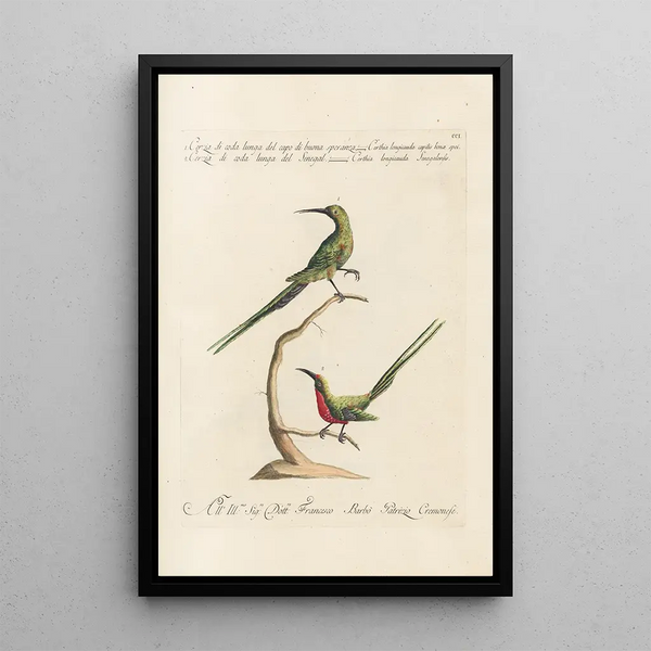 Ornithologia methodice digesta Pl188 - Saverio Manetti — inramlat konstverk på väggen
