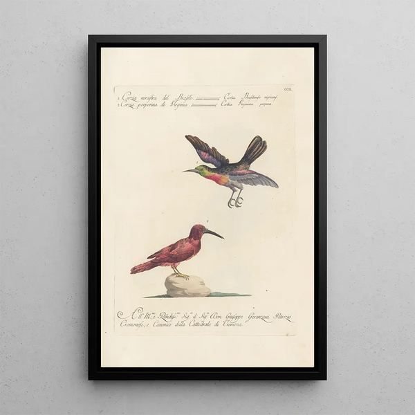 Ornithologia methodice digesta Pl189 - Saverio Manetti — inramlat konstverk på väggen