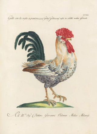 Saverio Manetti - Ornithologia methodice digesta Pl190.webp
