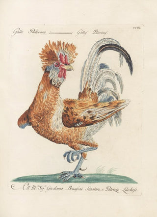 Saverio Manetti - Ornithologia methodice digesta Pl191.webp