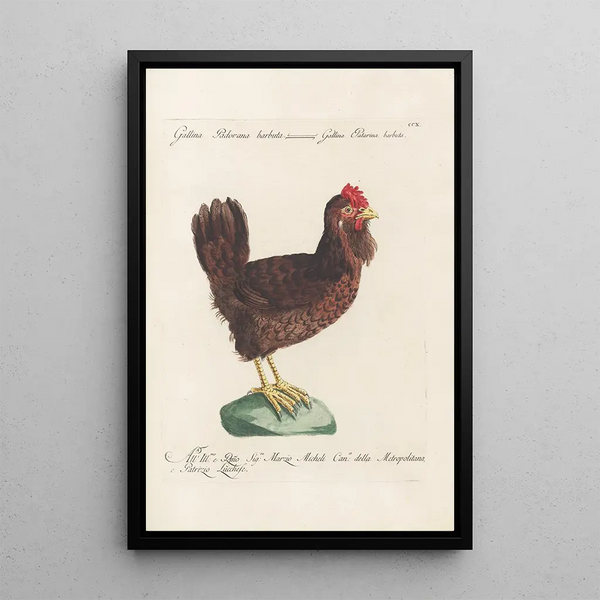 Ornithologia methodice digesta Pl192 - Saverio Manetti — inramlat konstverk på väggen
