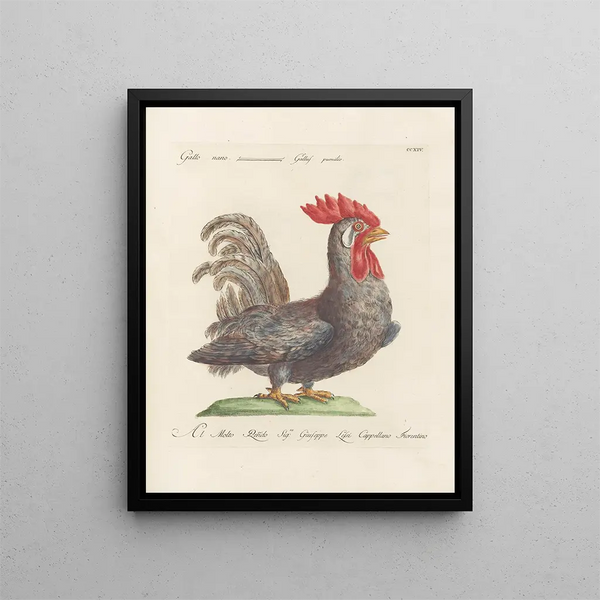 L'ornithologie a méthodiquement digéré Pl196 - Saverio Manetti — inramlat konstverk på väggen