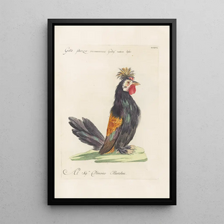 Saverio Manetti - Ornithologia methodice digesta Pl198.webp