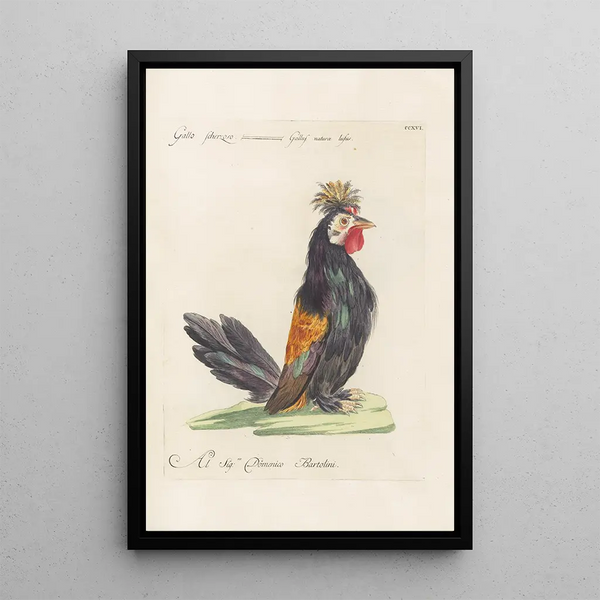 Ornithologia methodice digesta Pl198 - Saverio Manetti — inramlat konstverk på väggen