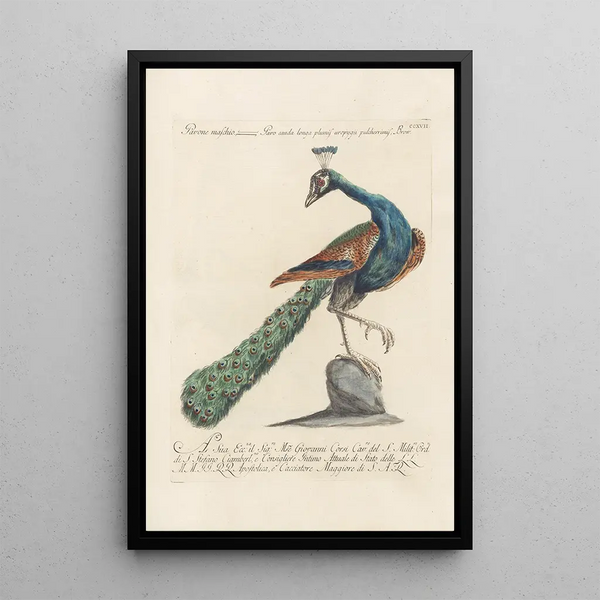 Ornithologia methodice digesta Pl199 - Saverio Manetti — inramlat konstverk på väggen