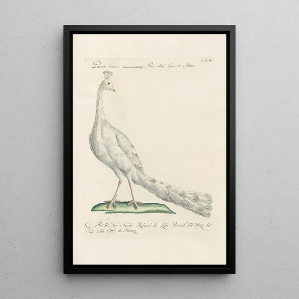 Ornithologia methodice digesta Pl200 - Saverio Manetti — inramlat konstverk på väggen