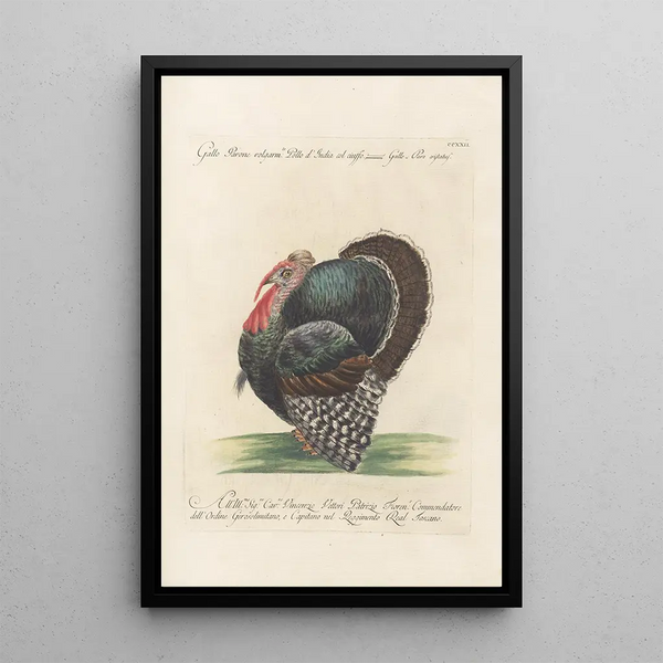 Ornithologia methodice digesta Pl204 - Saverio Manetti — inramlat konstverk på väggen