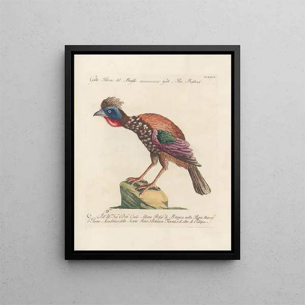 Ornithologie metodiskt bearbetad Pl209 - Saverio Manetti — inramlat konstverk på väggen