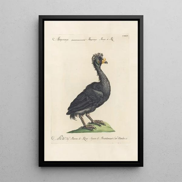 Ornithologia methodice digesta Pl211 - Saverio Manetti — inramlat konstverk på väggen