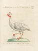 L'ornithologie a méthodiquement digéré Pl213 - Saverio Manetti — vy av konstverket