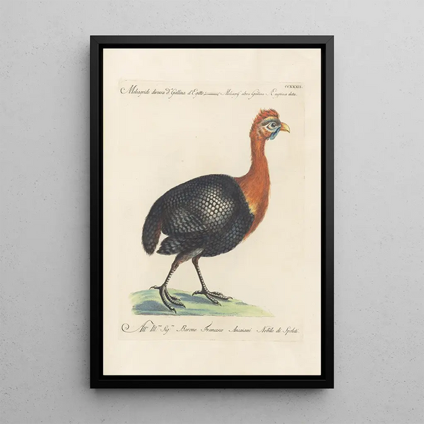 Ornithologia methodice digesta Pl214 - Saverio Manetti — inramlat konstverk på väggen
