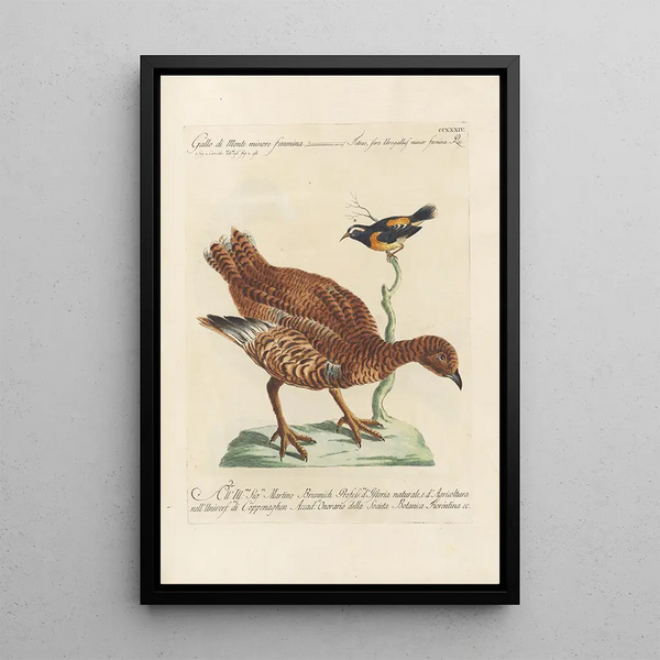 Ornithologia methodice digesta Pl216 - Saverio Manetti — inramlat konstverk på väggen