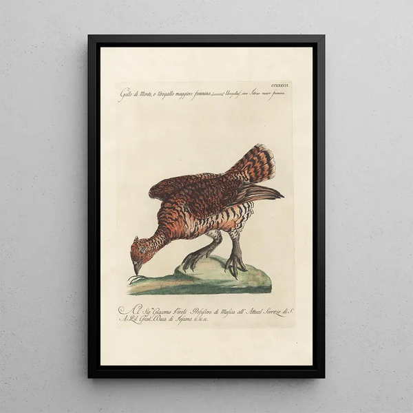 Ornithologia methodice digesta Pl219 - Saverio Manetti — inramlat konstverk på väggen