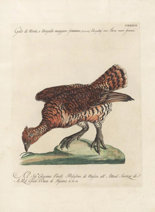Saverio Manetti - Ornithologia methodice digesta Pl219.webp