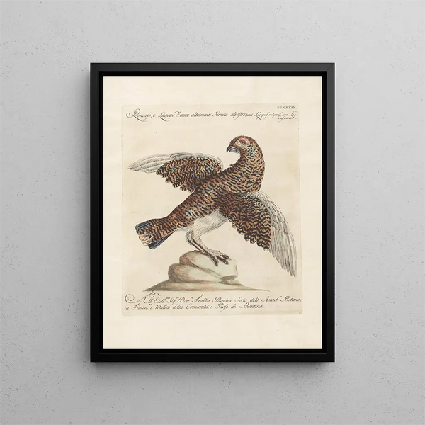 L'ornithologie a méthodiquement digéré Pl221 - Saverio Manetti — inramlat konstverk på väggen