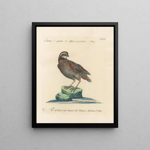 Saverio Manetti - Ornithologia methodice digesta Pl229.webp
