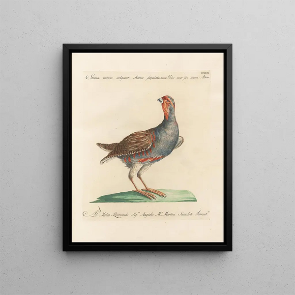 L'ornithologie a méthodiquement digéré Pl231 - Saverio Manetti — inramlat konstverk på väggen