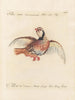 Ornithologie metodiskt bearbetad Pl235 - Saverio Manetti — vy av konstverket