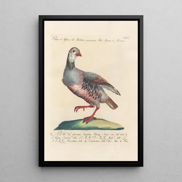 Ornithologia methodice digesta Pl239 - Saverio Manetti — inramlat konstverk på väggen