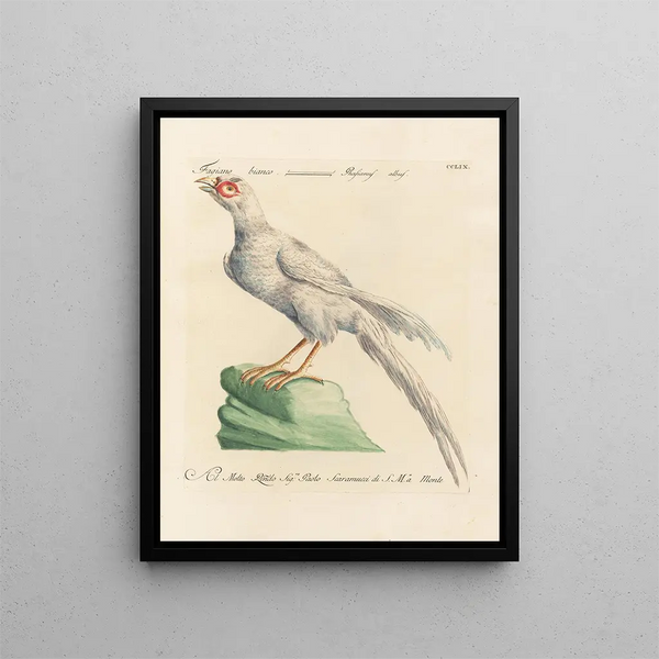 L'ornithologie metodiskt digerad Målning Pl241 - Saverio Manetti — inramlat konstverk på väggen
