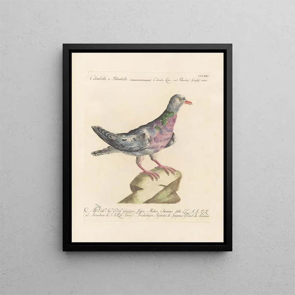 L'ornithologie méthodiquement digérée Pl253 - Saverio Manetti — inramlat konstverk på väggen