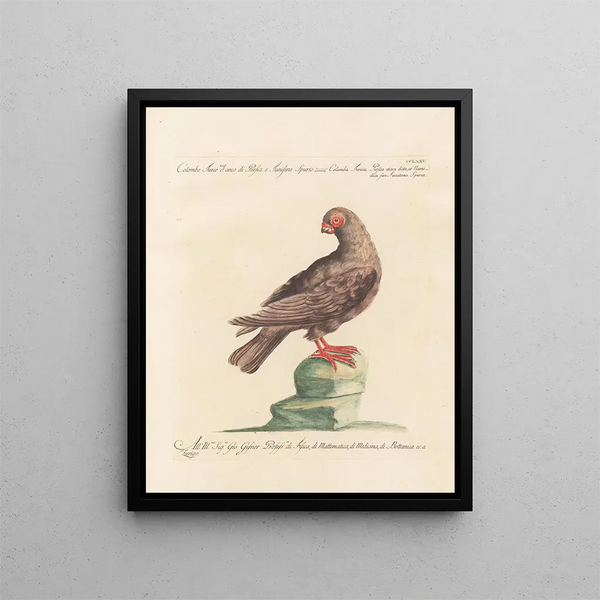 L'ornithologie méthodiquement digérée Pl257 - Saverio Manetti — inramlat konstverk på väggen