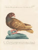 Ornithologie metodiskt bearbetad Pl259 - Saverio Manetti — vy av konstverket