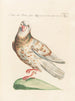 Ornithologie metodiskt bearbetad Pl260 - Saverio Manetti — vy av konstverket