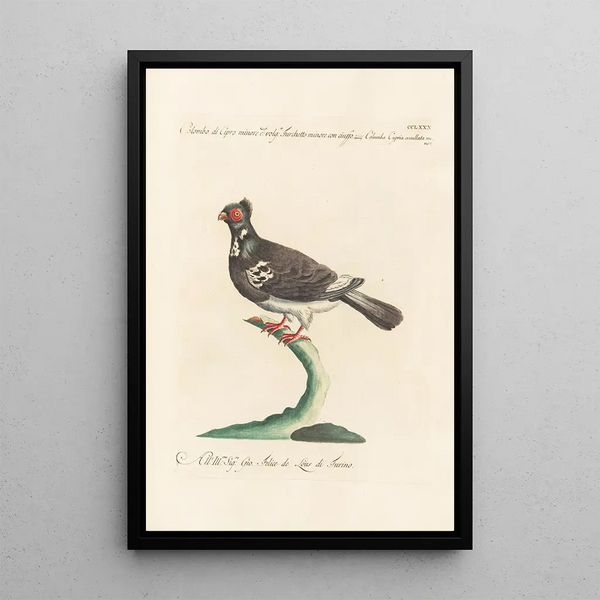 Ornithologia methodice digesta Pl262 - Saverio Manetti — inramlat konstverk på väggen