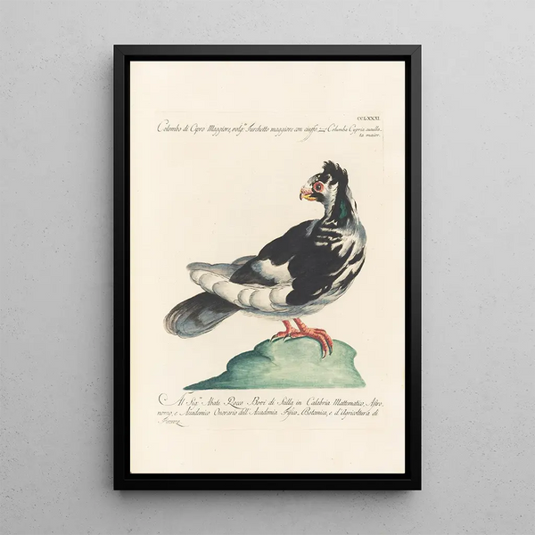 Ornithologia methodice digesta Pl263 - Saverio Manetti — inramlat konstverk på väggen