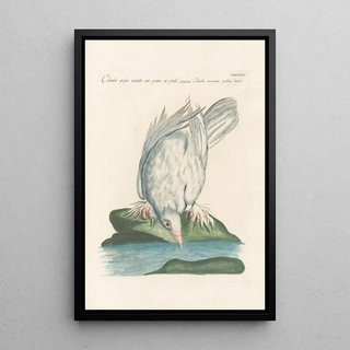 Saverio Manetti - Ornithologia methodice digesta Pl264.webp