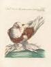Ornithologie metodiskt bearbetad Pl265 - Saverio Manetti — vy av konstverket