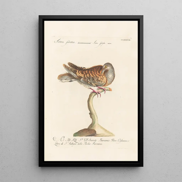 Ornithologia methodice digesta Pl270 - Saverio Manetti — inramlat konstverk på väggen