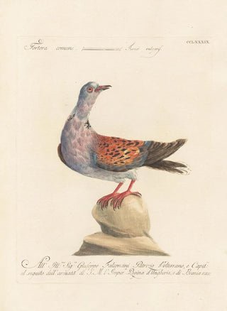 Saverio Manetti - Ornithologia methodice digesta Pl271.webp