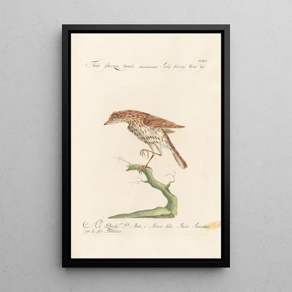 Ornithologia methodice digesta Pl273 - Saverio Manetti — inramlat konstverk på väggen