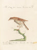 Ornithologia methodice digesta Pl273 - Saverio Manetti — vy av konstverket